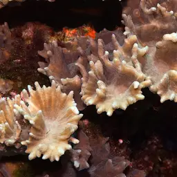 Palm Lettuce Coral, photo 5