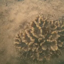 Palm Lettuce Coral, photo 6