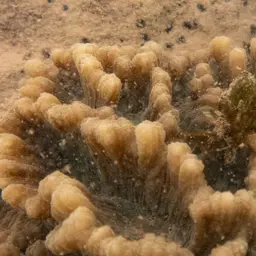 Palm Lettuce Coral, photo 7