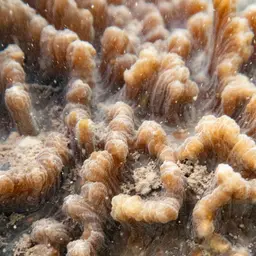 Palm Lettuce Coral, photo 8