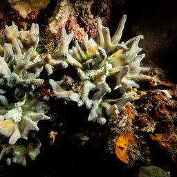 Palm Lettuce Coral, photo 10