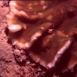 Palm Lettuce Coral, photo 11