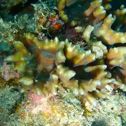 Palm Lettuce Coral, photo 12