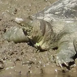Chinese Soft-shelled Turtle, photo 1