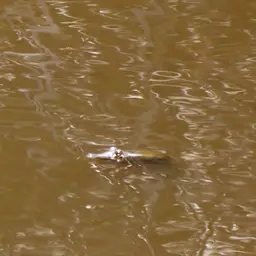 Chinese Soft-shelled Turtle, photo 2