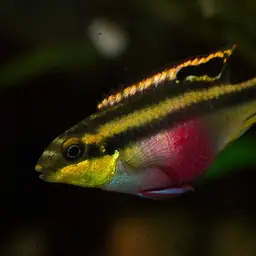 Kribensis