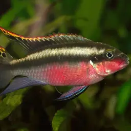 Kribensis, photo 2