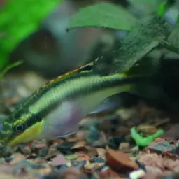 Kribensis, photo 3