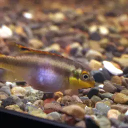 Kribensis, photo 4
