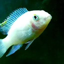 Kribensis, photo 5