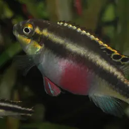 Kribensis, photo 6