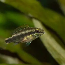 Kribensis, photo 7