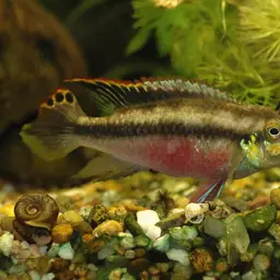 Kribensis, photo 8