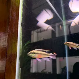Kribensis, photo 9