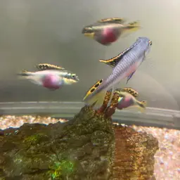 Kribensis, photo 10