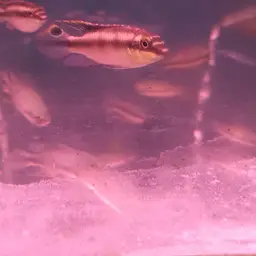 Kribensis, photo 11