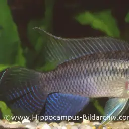 Kribensis, photo 1