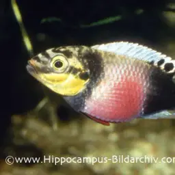 Kribensis, photo 2