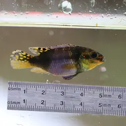 Kribensis, photo 3