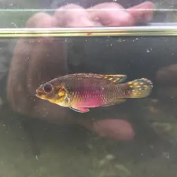Kribensis, photo 4