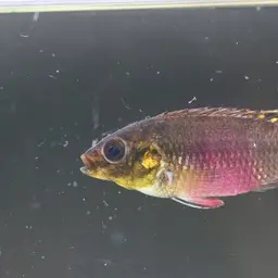 Kribensis, photo 5