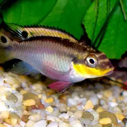 Striped Dwarf Cichlid, photo 1