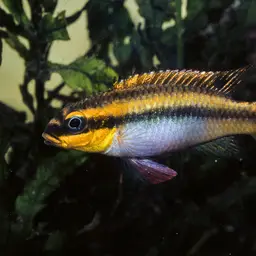 Striped Dwarf Cichlid, photo 2