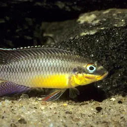 Striped Dwarf Cichlid, photo 3