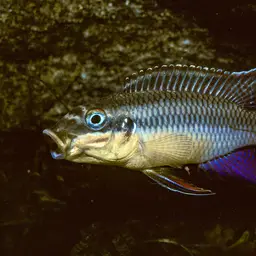 Striped Dwarf Cichlid, photo 4