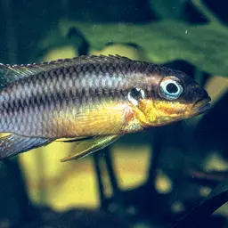 Striped Dwarf Cichlid, photo 5