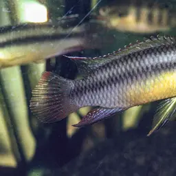 Striped Dwarf Cichlid, photo 6