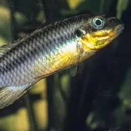 Striped Dwarf Cichlid, photo 7