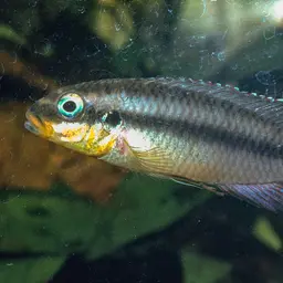 Striped Dwarf Cichlid, photo 8