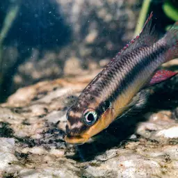 Striped Dwarf Cichlid, photo 9