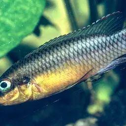 Striped Dwarf Cichlid, photo 10