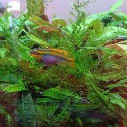 Striped Dwarf Cichlid, photo 11