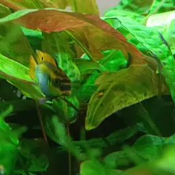 Striped Dwarf Cichlid, photo 12