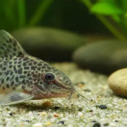 Peppered Cory, photo 8