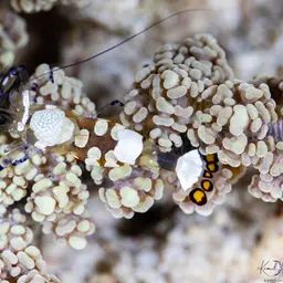 Anemone Shrimp
