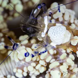 Anemone Shrimp, photo 2