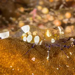 Anemone Shrimp, photo 3