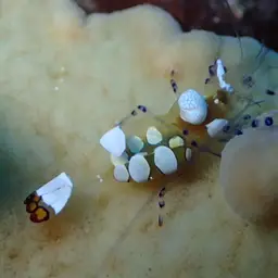 Anemone Shrimp, photo 4