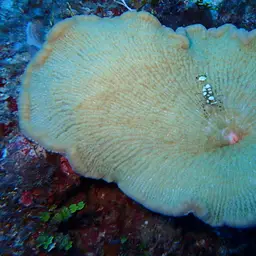 Anemone Shrimp, photo 5