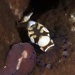 Anemone Shrimp, photo 6