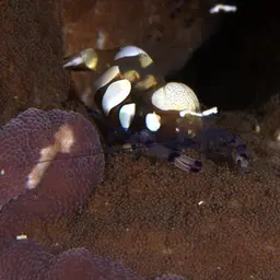 Anemone Shrimp, photo 7