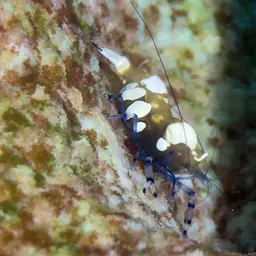Anemone Shrimp, photo 8