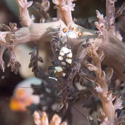 Anemone Shrimp, photo 9