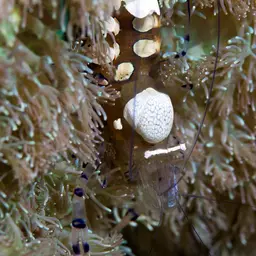 Anemone Shrimp, photo 10