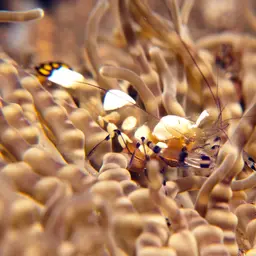 Anemone Shrimp, photo 11