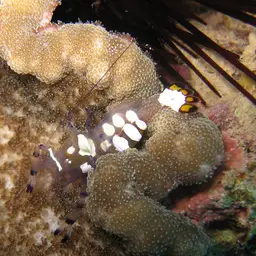 Anemone Shrimp, photo 12